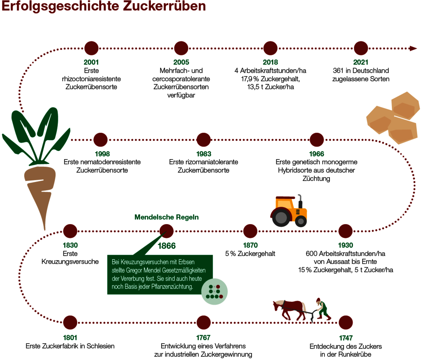 Zuckerrbe: Die Pflanzenzchter