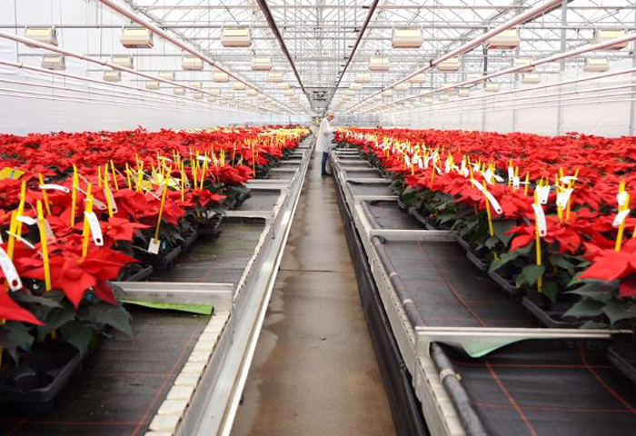 Beruf Gärtner/in - Anne und die Poinsettien